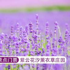 紫云花汐薰衣草庄园